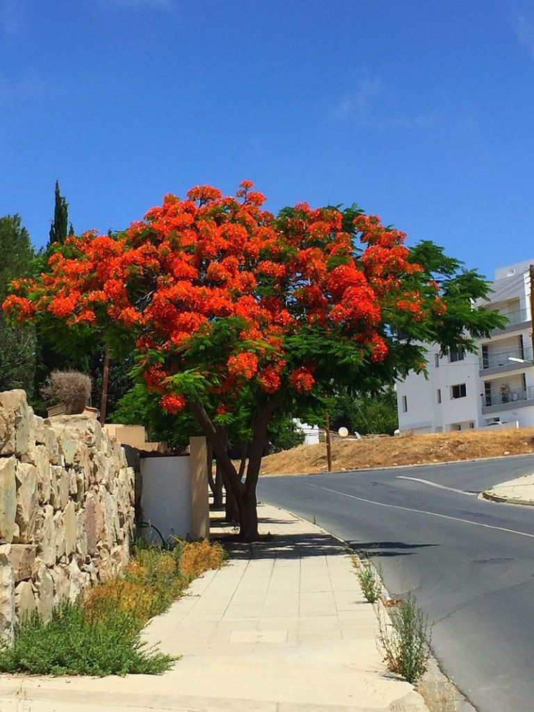 tree.jpg