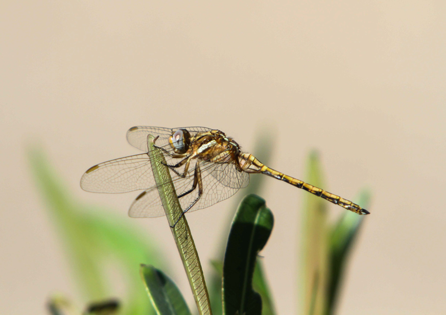 Red-veined Darter Sample 2.jpg