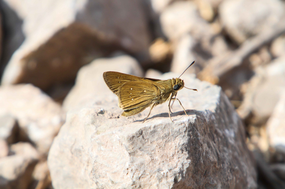 Millet Skipper Sample 1.jpg