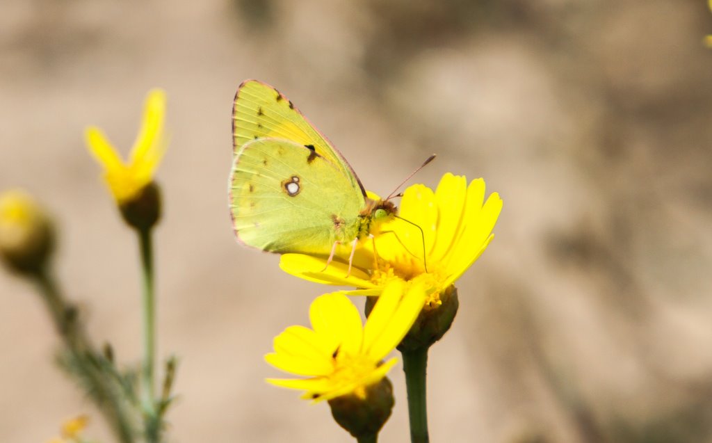 Clouded Yellow Sample 1.jpg