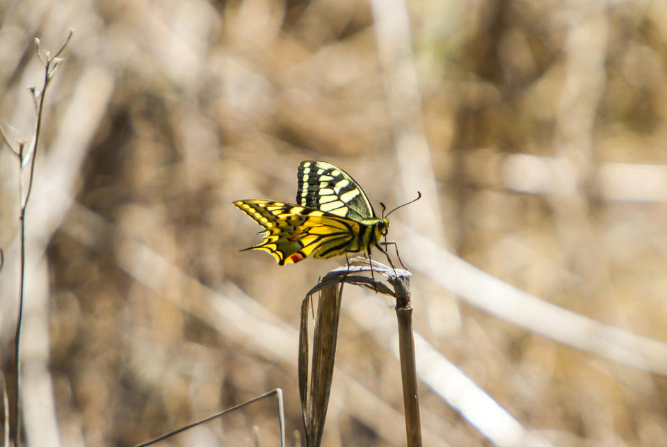 Common Swallowtail Sample 1.jpg