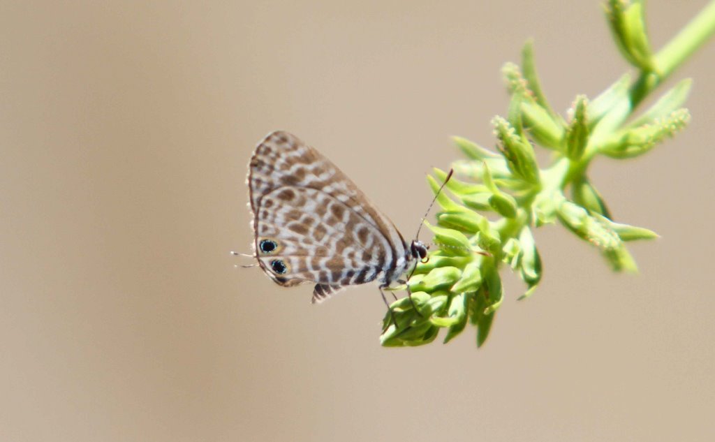Lang's Short-tailed Blue Sample 1.jpg