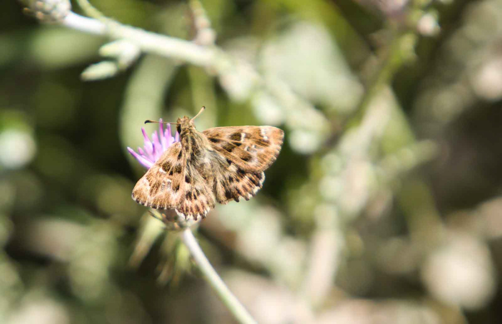 Mallow Skipper Sample 1.jpg