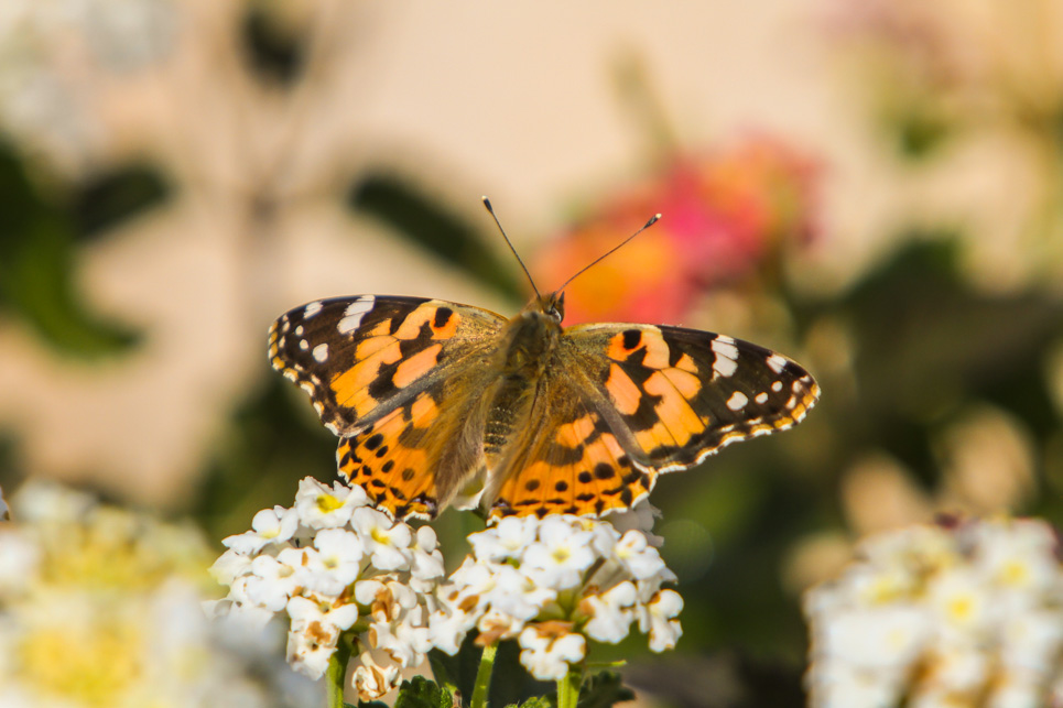 Painted Lady Sample 1.jpg