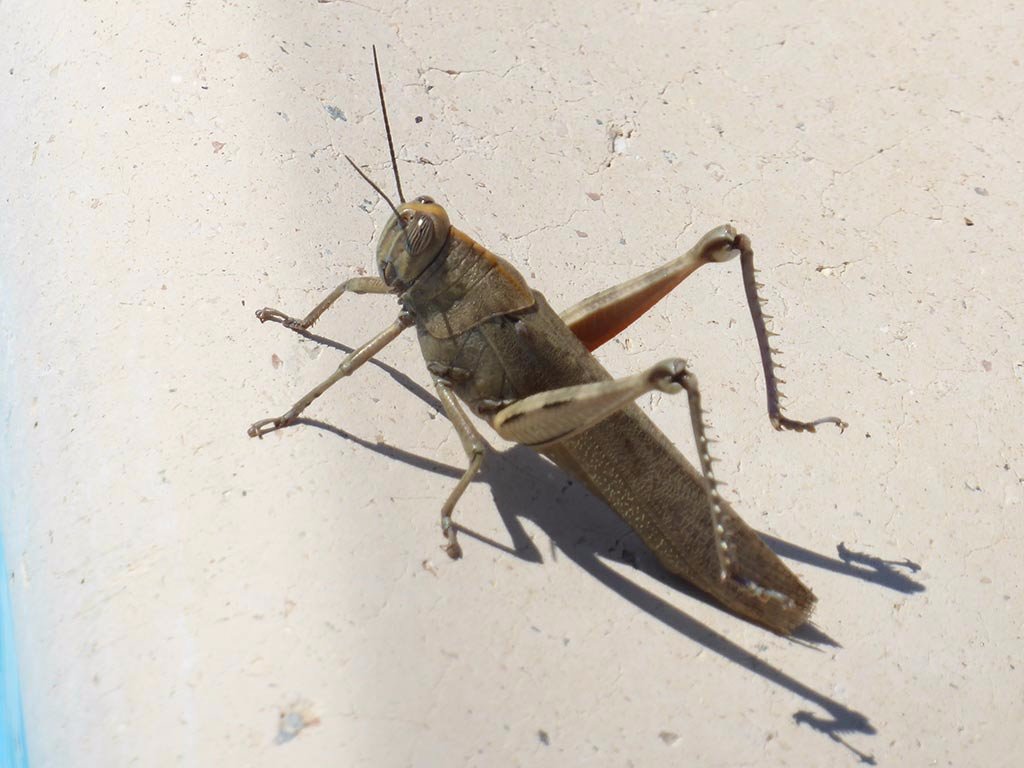 crickethopper.jpg