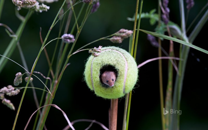 Harvest Mouse.jpg