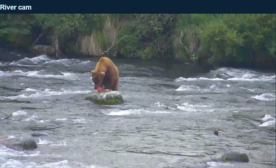 bear.jpg