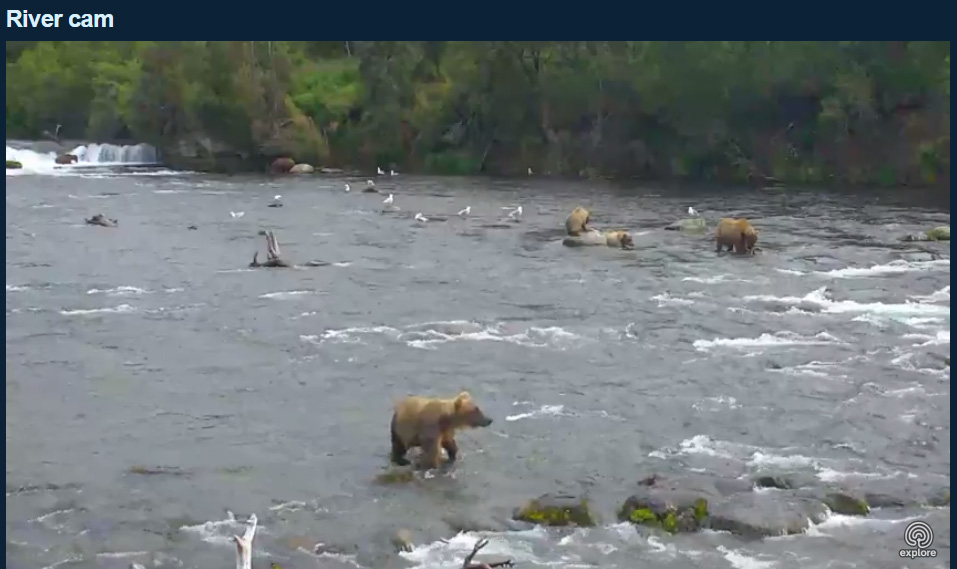 bear2.jpg