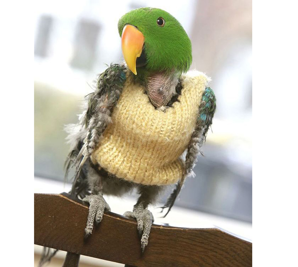 parrot.jpg