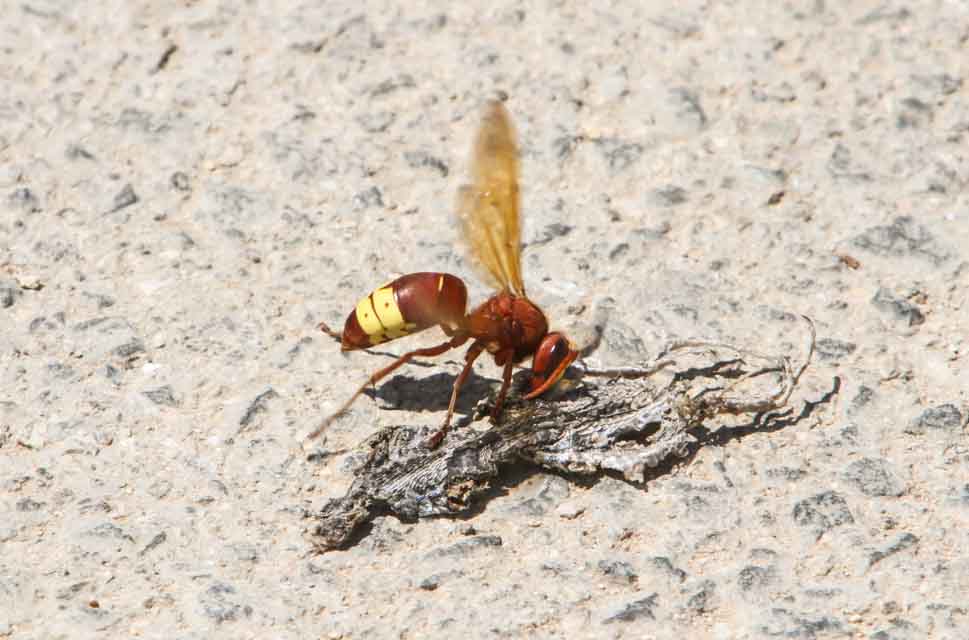 Oriental Hornet.jpg