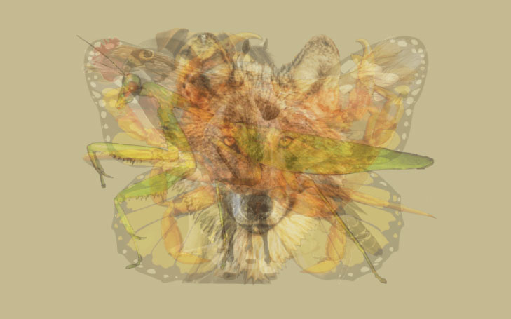 animal.jpg