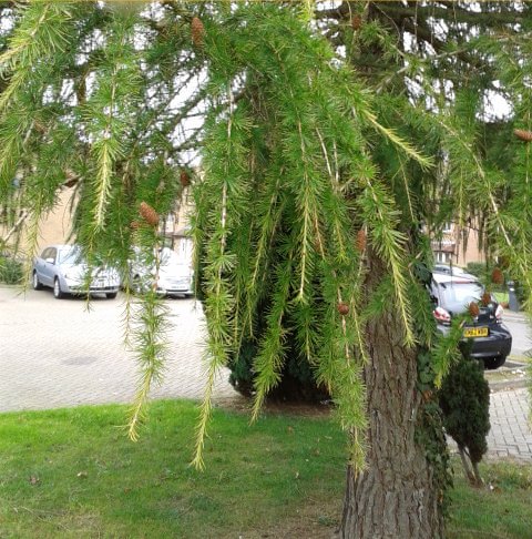 European_Larch_hmmm.jpg