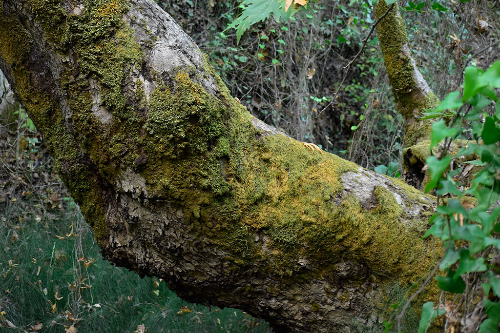 anerades-nature-trail_20