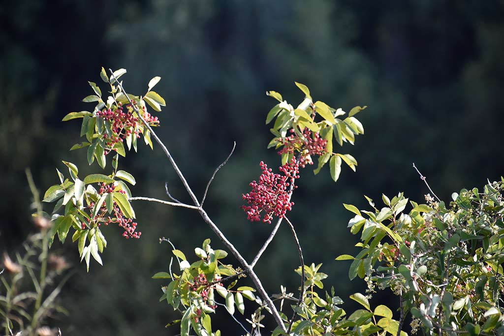 Anerades-nature-trail 47 anerades-nature-trail_47