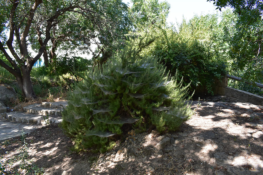 Old-pafos-2019-part-1 35 old-pafos-2019-part-1_35