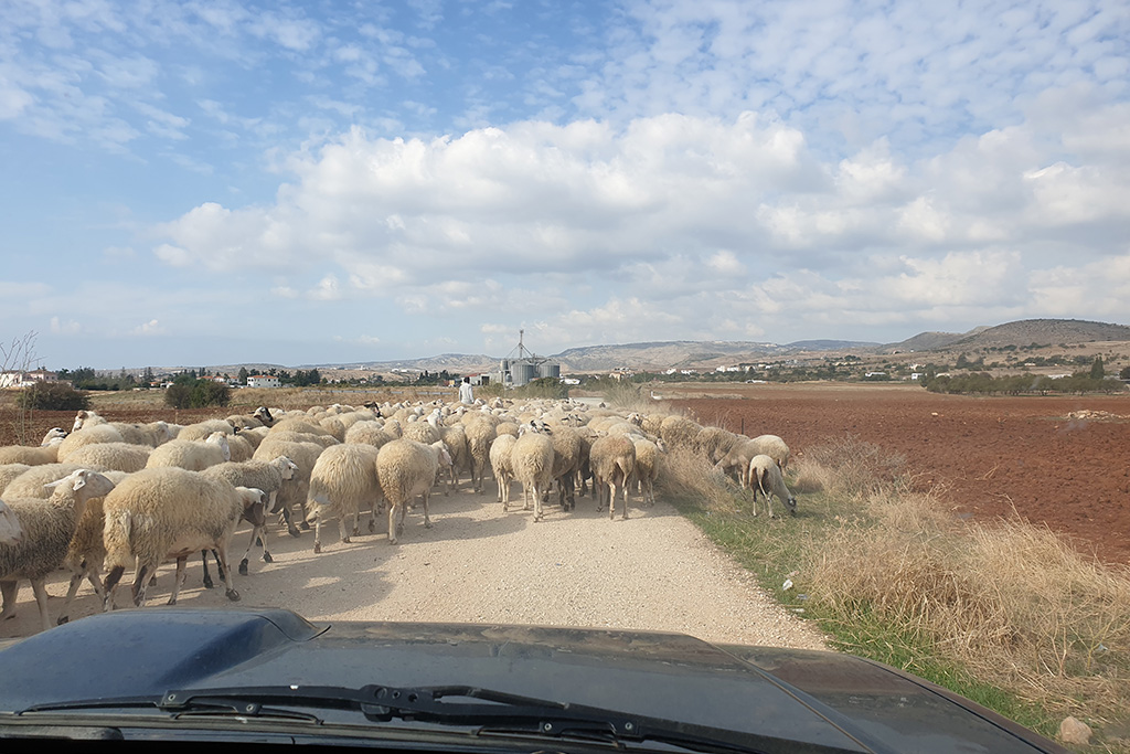 paphos-in-autumn_02