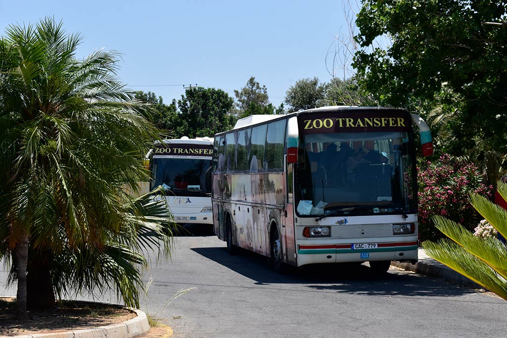 paphos-zoo_02-buses