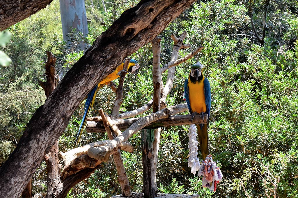 paphos-zoo_04-parrots