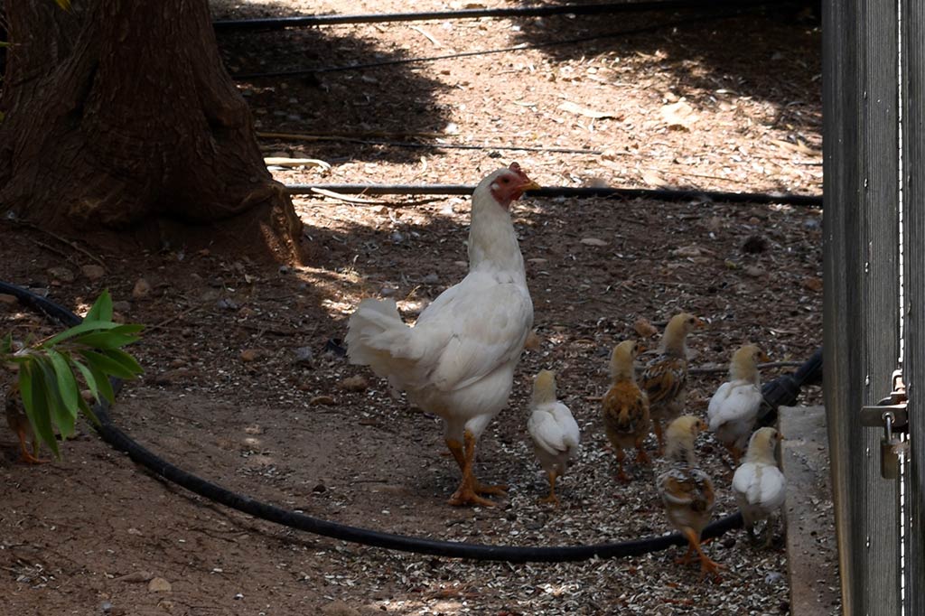 Paphos-zoo 09-chicks paphos-zoo_09-chicks