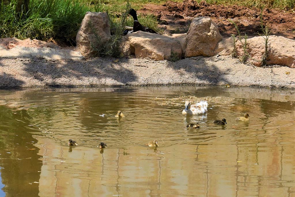 paphos-zoo_10-ducklings