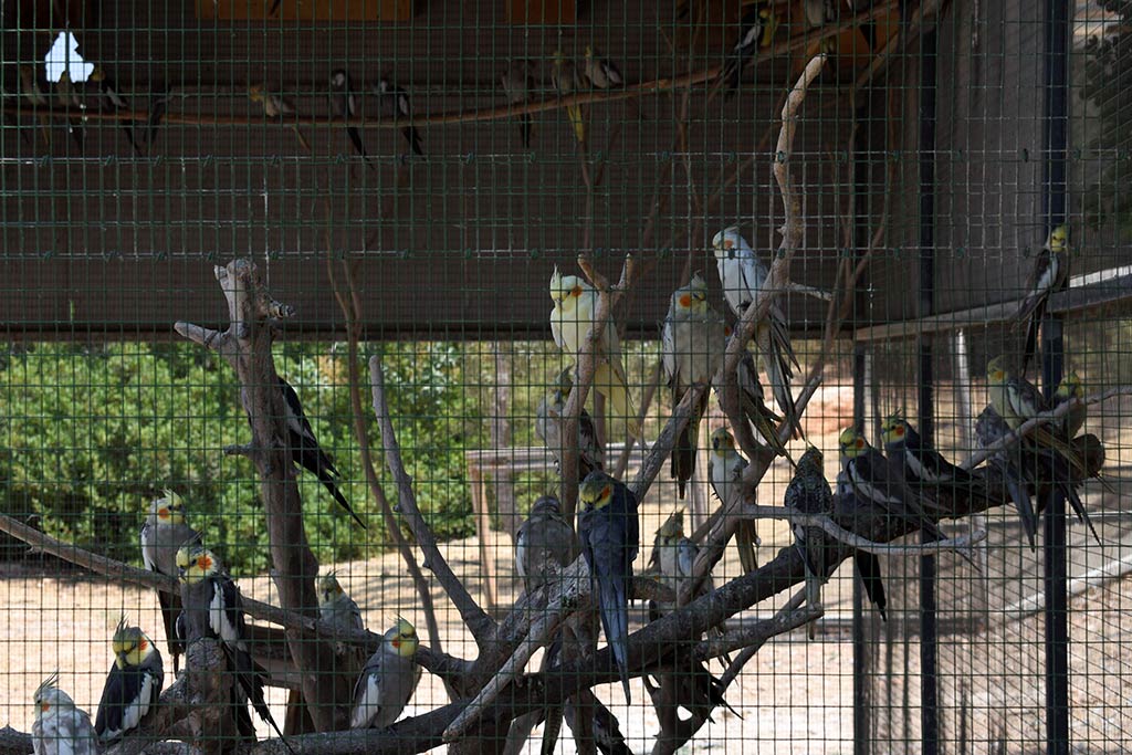 Paphos-zoo 11-cockatiels paphos-zoo_11-cockatiels
