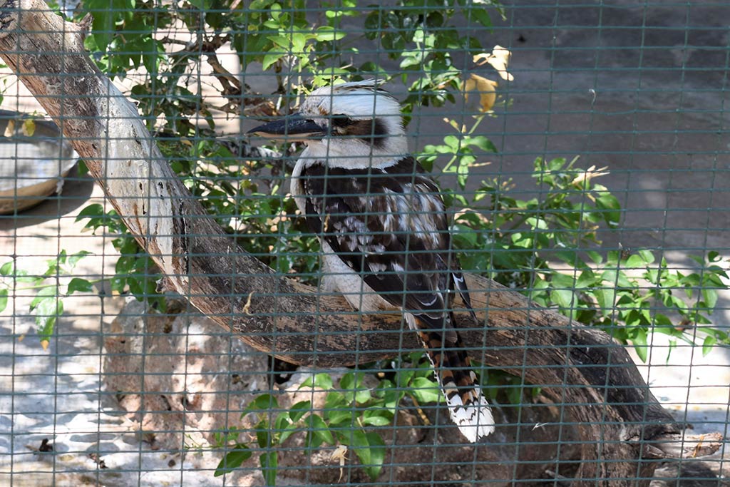 Paphos-zoo 12-kookaburra paphos-zoo_12-kookaburra