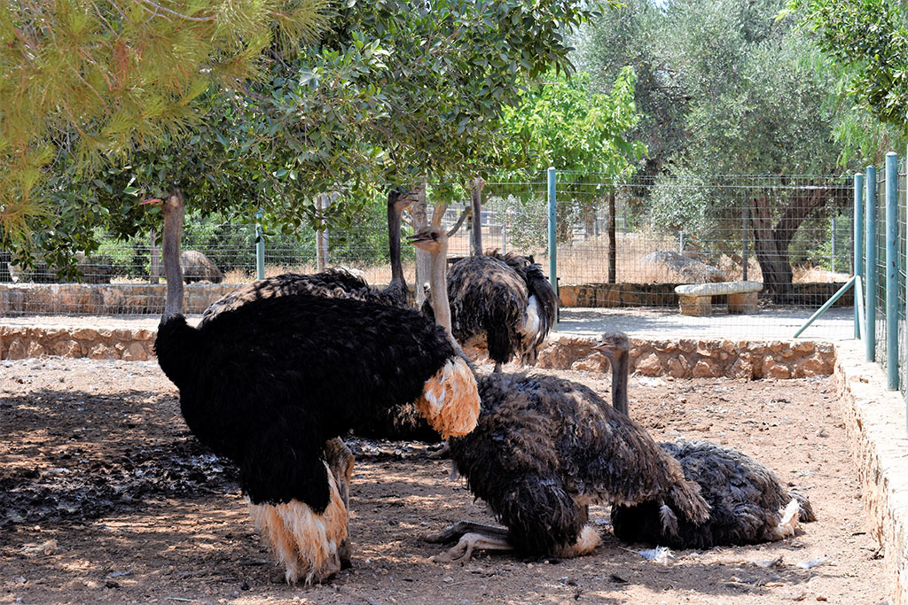 Paphos-zoo 14-ostriches paphos-zoo_14-ostriches