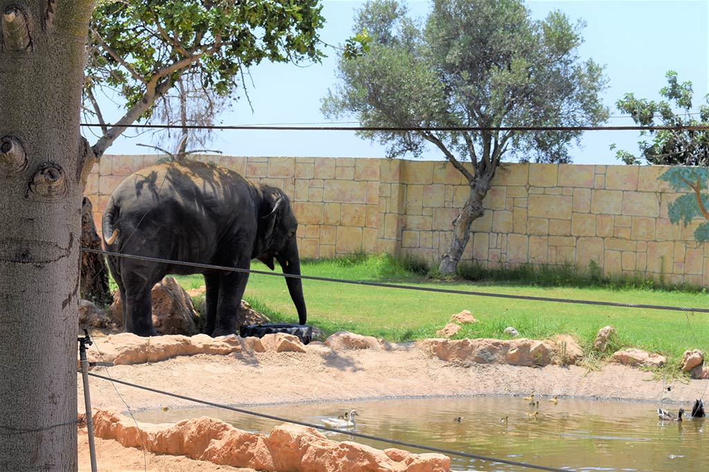 paphos-zoo_19-elephant