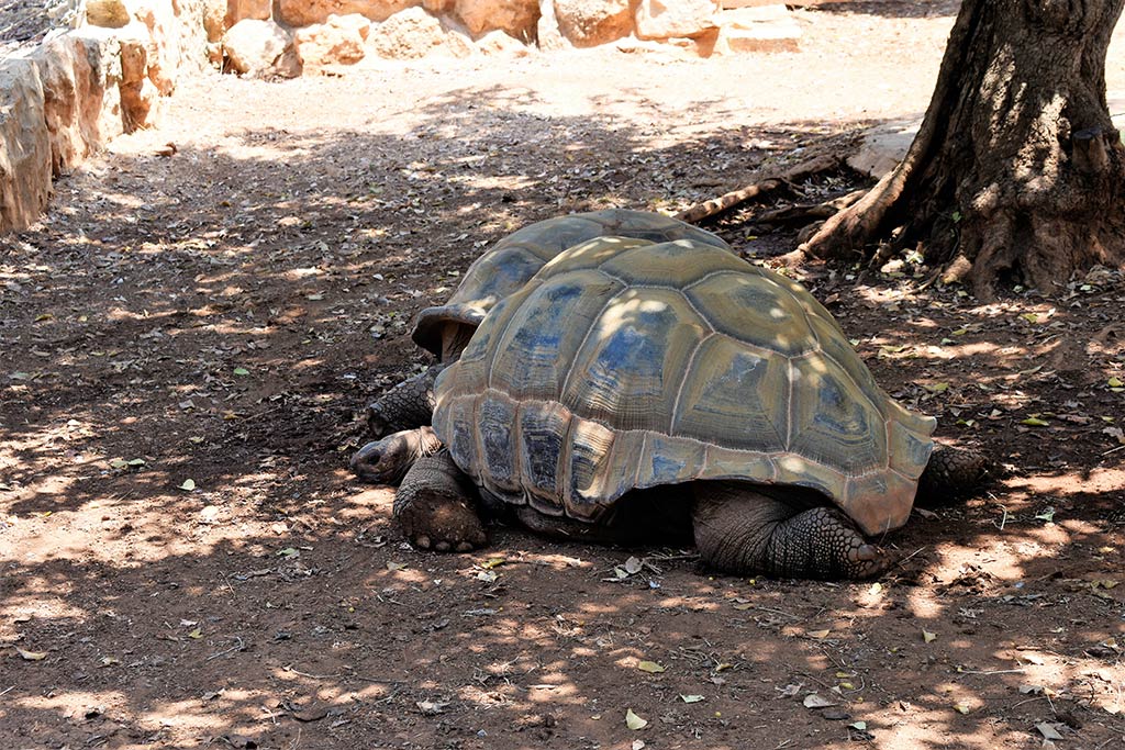 paphos-zoo_20-giannt-tortoises