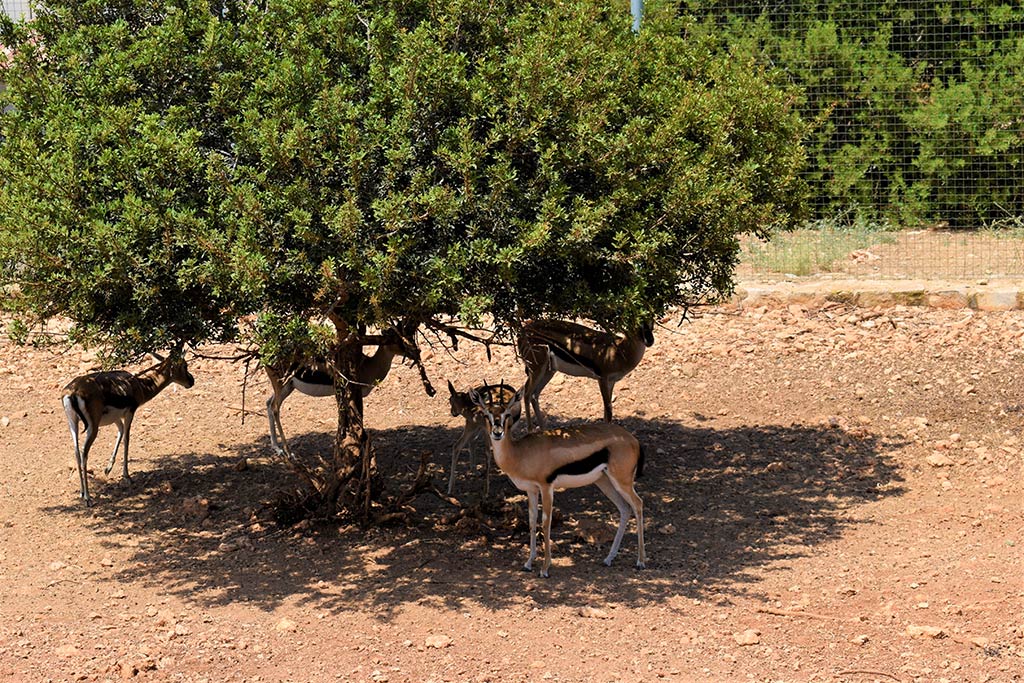 paphos-zoo_21-antelope