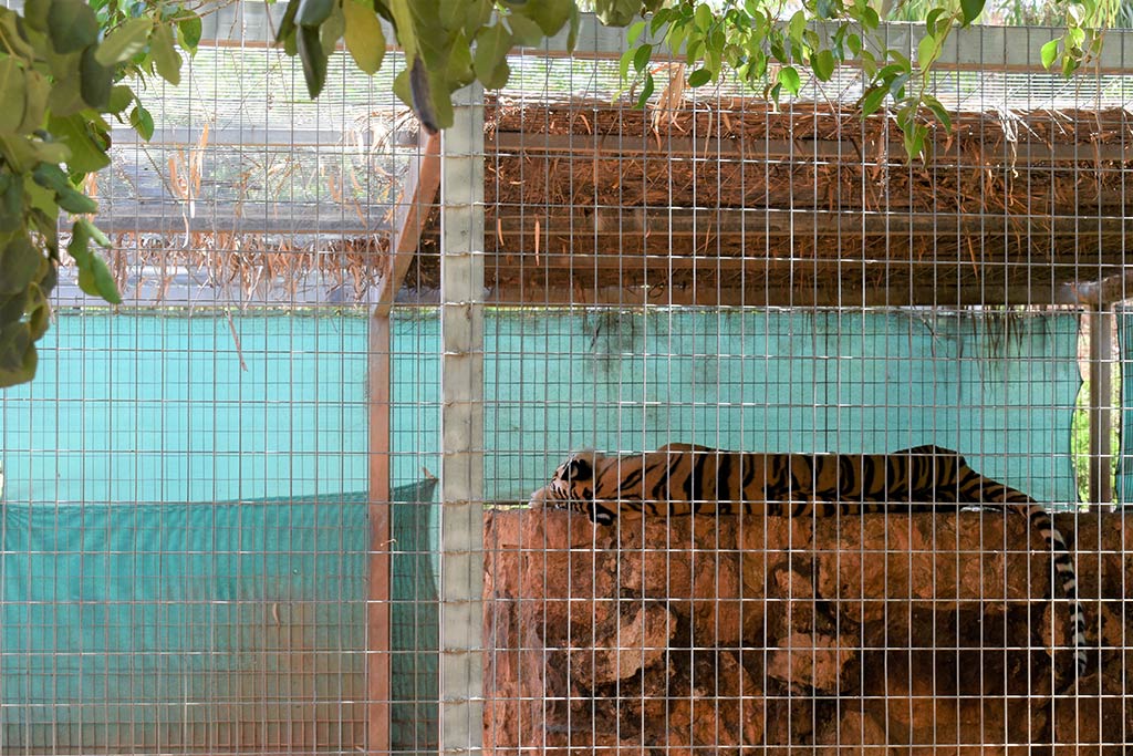 paphos-zoo_22-tiger