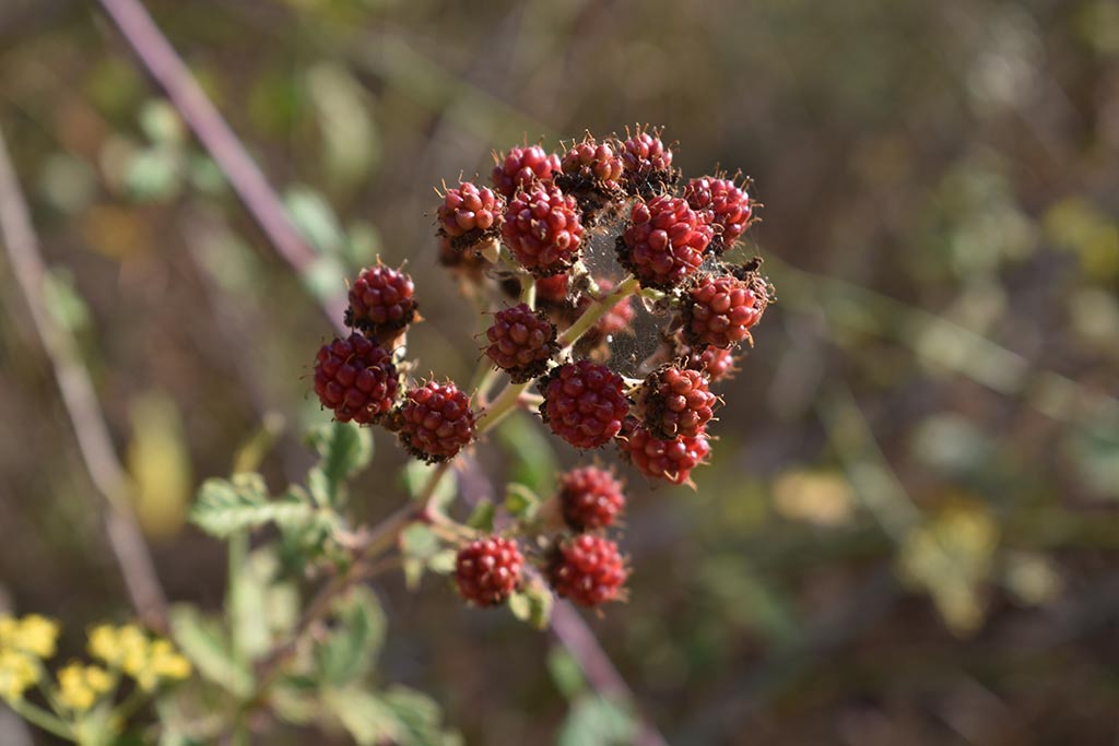 polemi-countryside_09