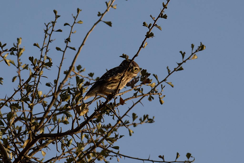 Polemi-countryside 35 polemi-countryside_35