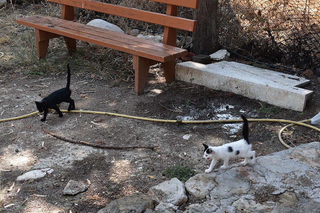 The-cats-of-st-theodosius 05 the-cats-of-st-theodosius_05