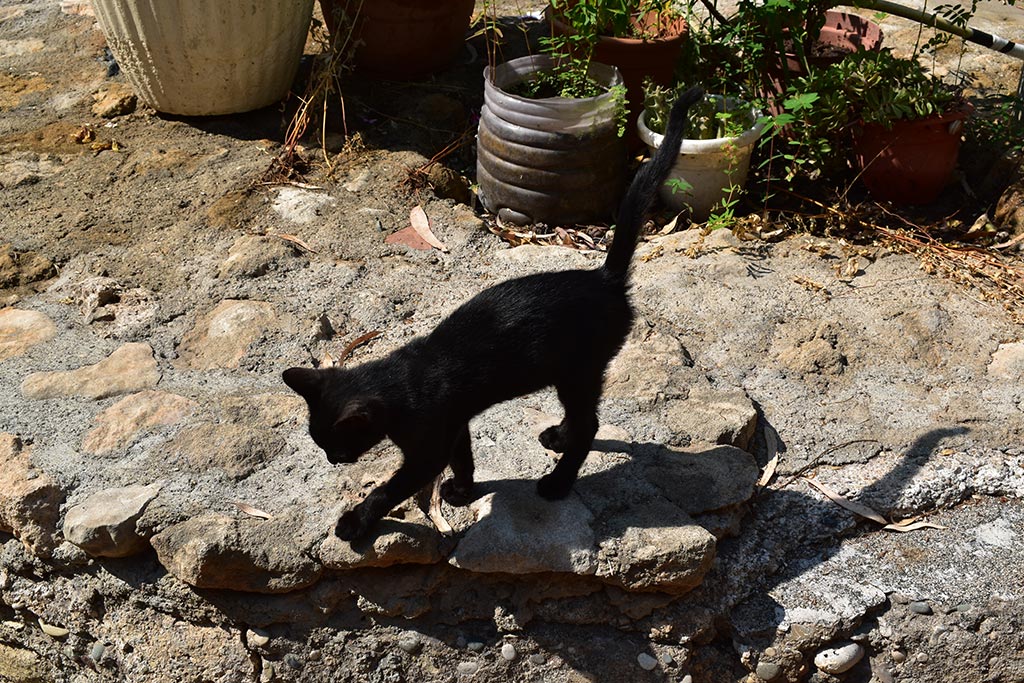 The-cats-of-st-theodosius 07 the-cats-of-st-theodosius_07