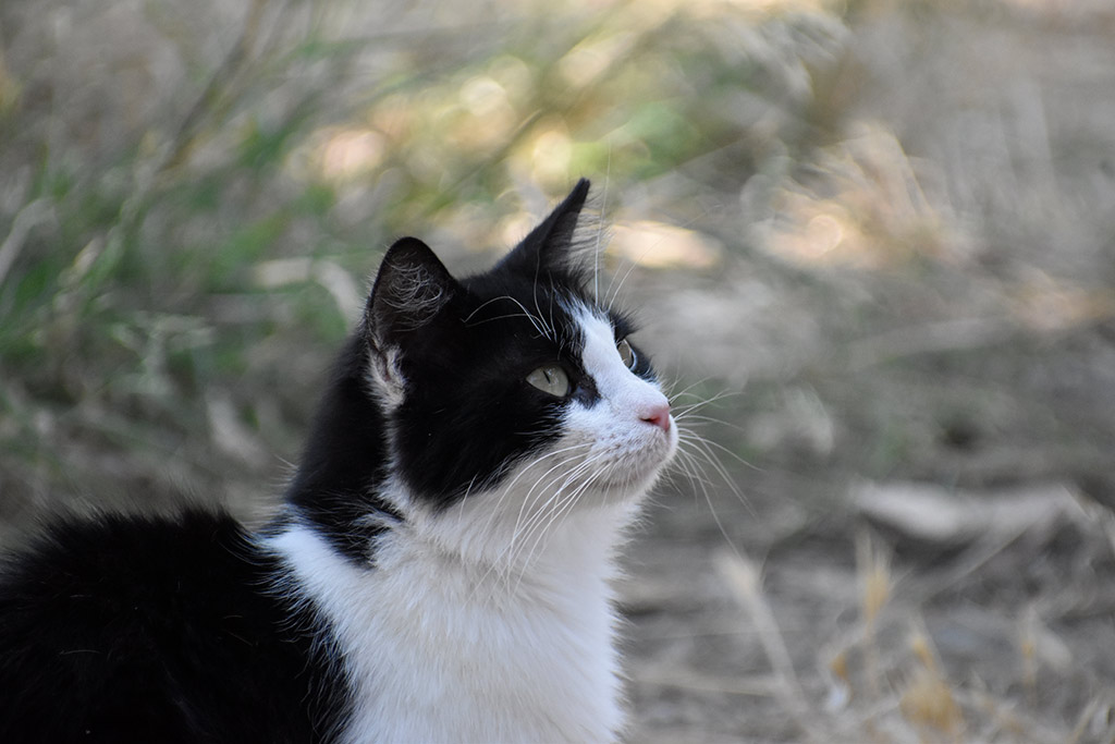 the-cats-of-st-theodosius_15