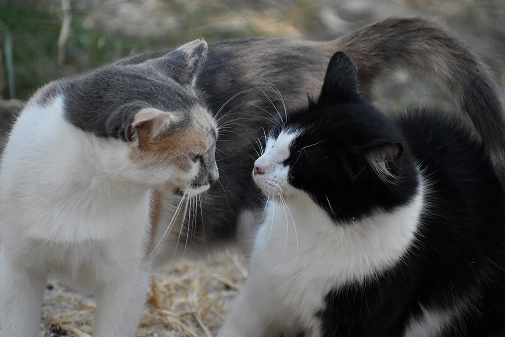 The-cats-of-st-theodosius 16 the-cats-of-st-theodosius_16