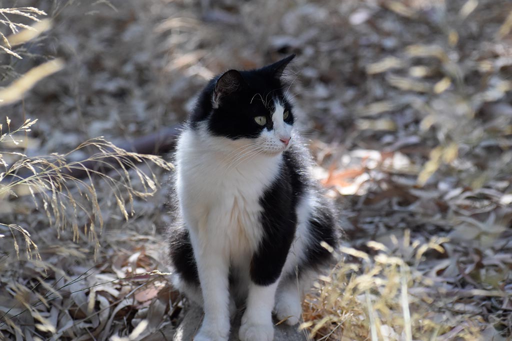 The-cats-of-st-theodosius 22 the-cats-of-st-theodosius_22