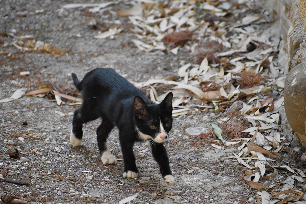 The-cats-of-st-theodosius 23 the-cats-of-st-theodosius_23