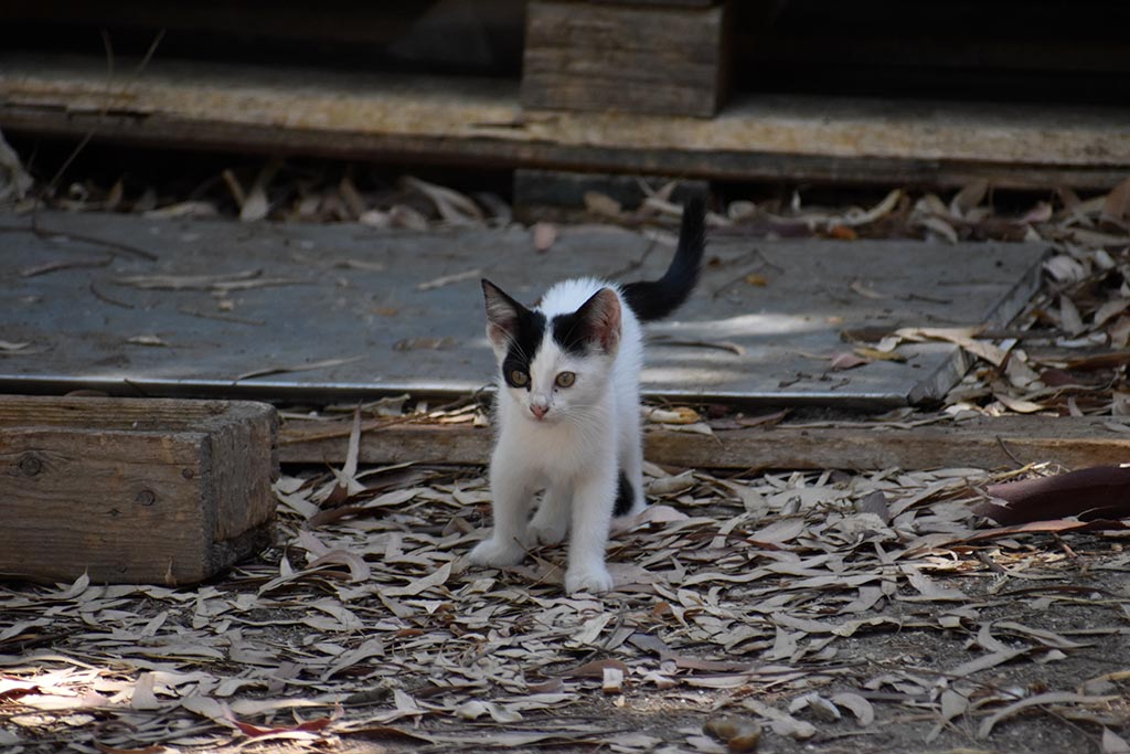 The-cats-of-st-theodosius 24 the-cats-of-st-theodosius_24