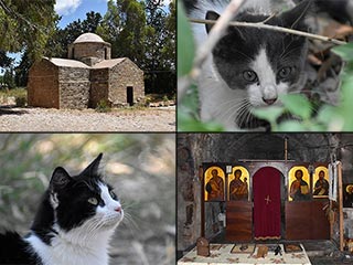 The Cats of St Theodosius