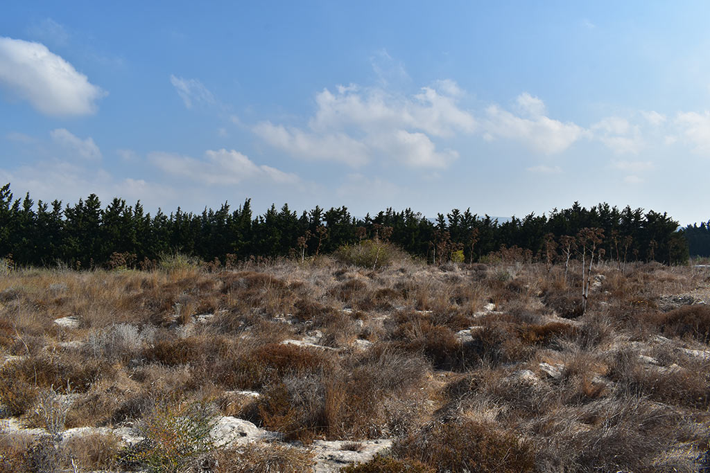 the-necropolis-in-the-neopolis_15