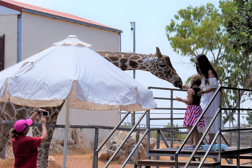 A-year-in-paphos 19-paphos-zoo 17-giraffee a-year-in-paphos_19-paphos-zoo_17-giraffee