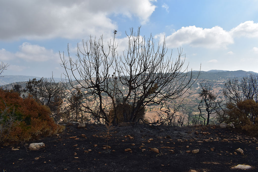 After-the-fires 12 after-the-fires_12