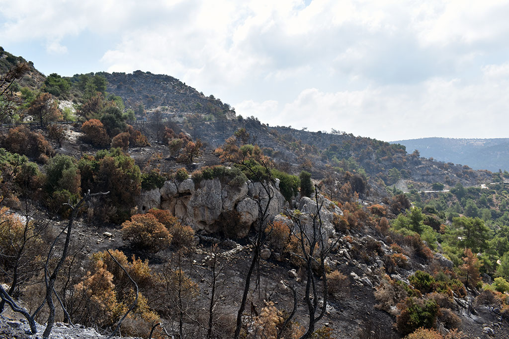 After-the-fires 23 after-the-fires_23