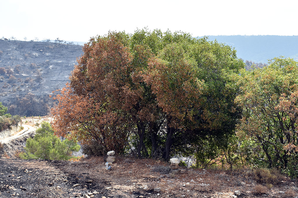 After-the-fires 25 after-the-fires_25