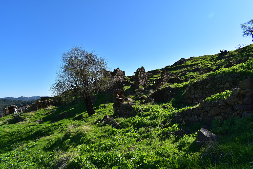 alevga_20