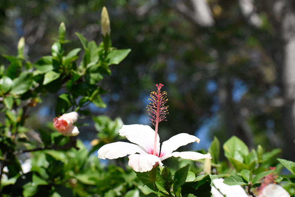 aphrodites-wild-beach_08