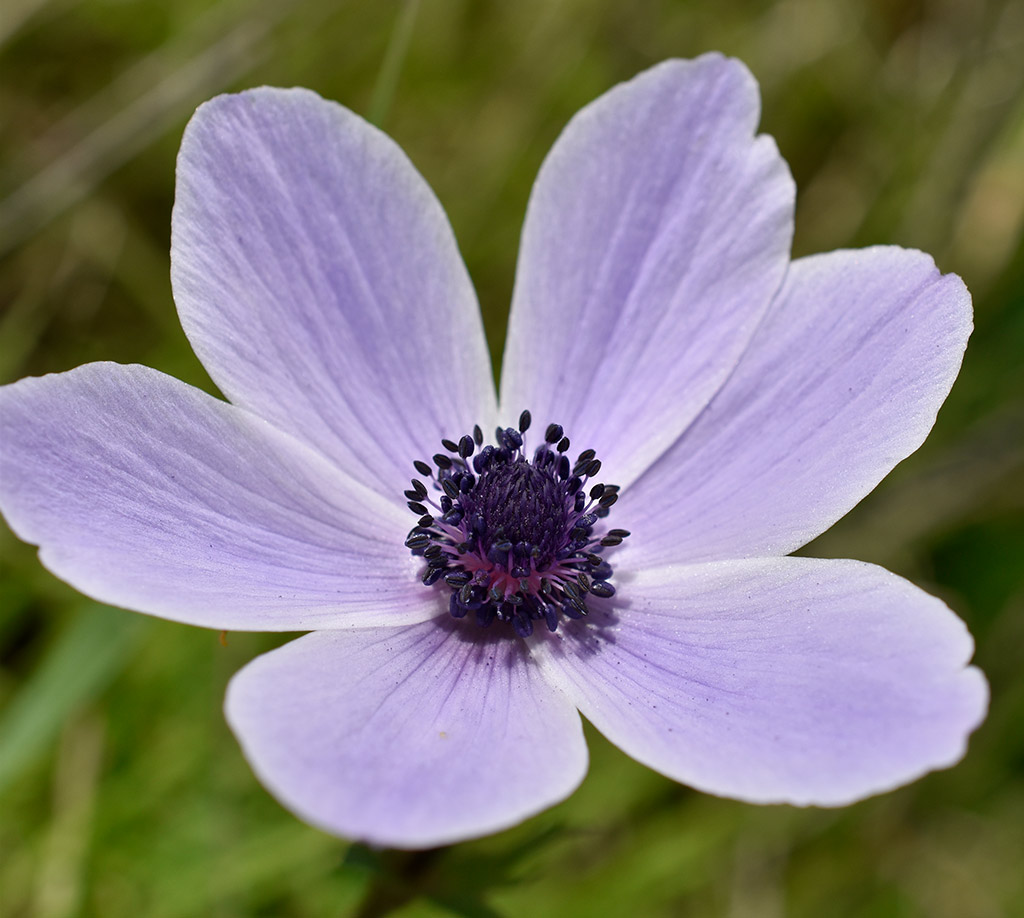 archaeological-park-flowers_02