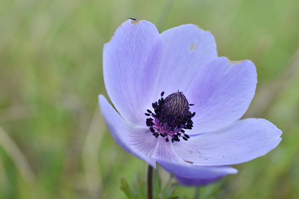 archaeological-park-flowers_03